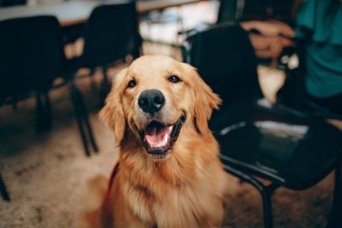 研究表明狗能闻出人的压力 网友: 嗅觉灵敏的人可以吗