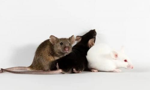 小鼠身上可延长寿命的激素被发现 网友: 再活五百年?
