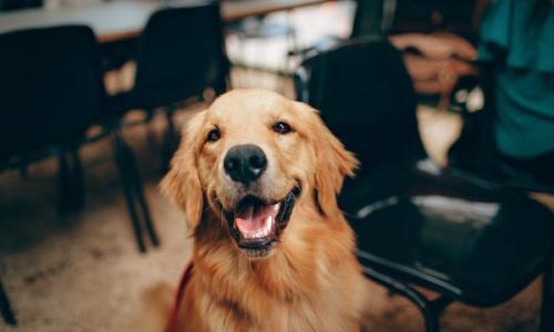 研究表明狗能闻出人的压力 网友: 嗅觉灵敏的人可以吗
