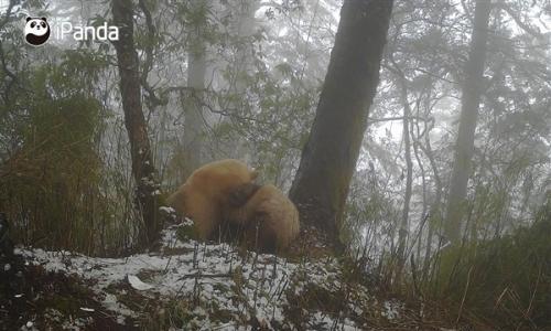 全球唯一白色大熊猫影像首公开: 已经成年了
